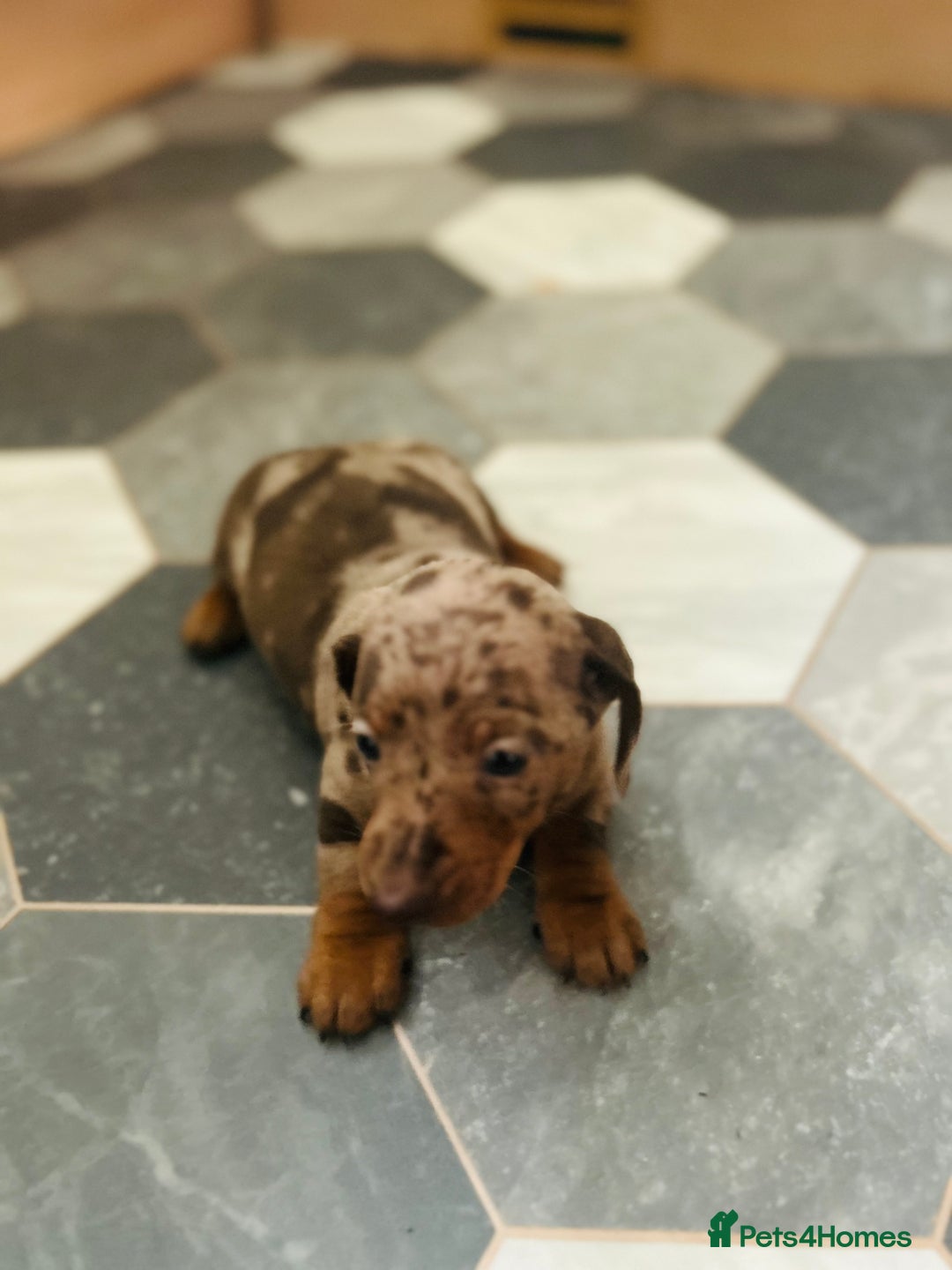 Dachshund dogs for sale: Miniature Dachshund 🐾 - Image 10