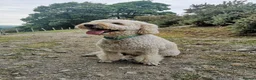 Labradoodle dogs for sale: Labradoodle Puppies - Wonderful Temperaments - Advert 5