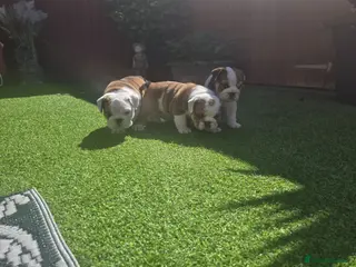 English Bulldog dogs 🐾 Beautiful KC Reg English Bulldog Puppies 🐶 - Advert 17