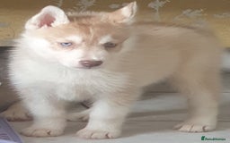 Siberian Husky dogs for sale: KC litter 5* rating by buyers REDUCED  - Image 1