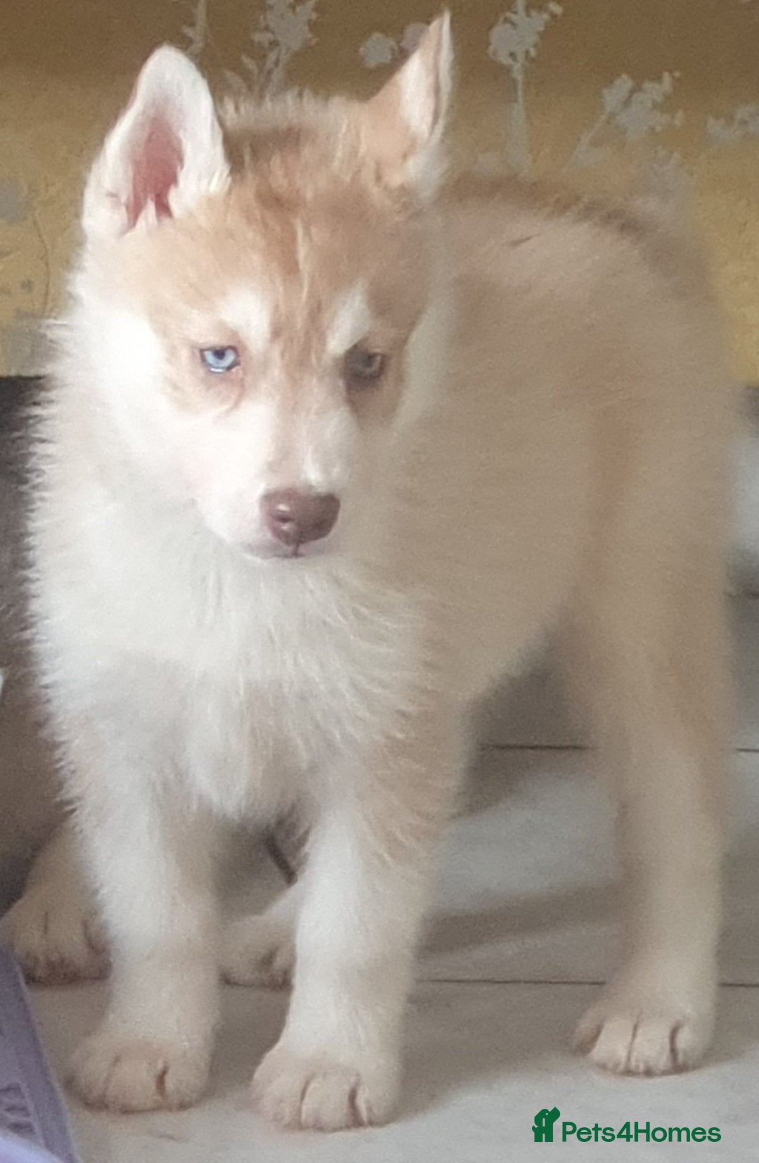 Siberian Husky dogs for sale: KC litter 5* rating by buyers REDUCED  - Image 1