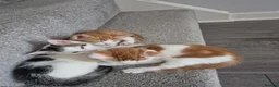 Mixed Breed cats for sale: 🐾 Beautiful Kittens Looking for Loving Homes in Basingstoke - Advert 6