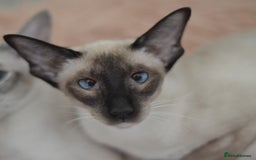 Siamese cats for sale: TICA registered beautiful siamese girl in Stowmarket - Image 2
