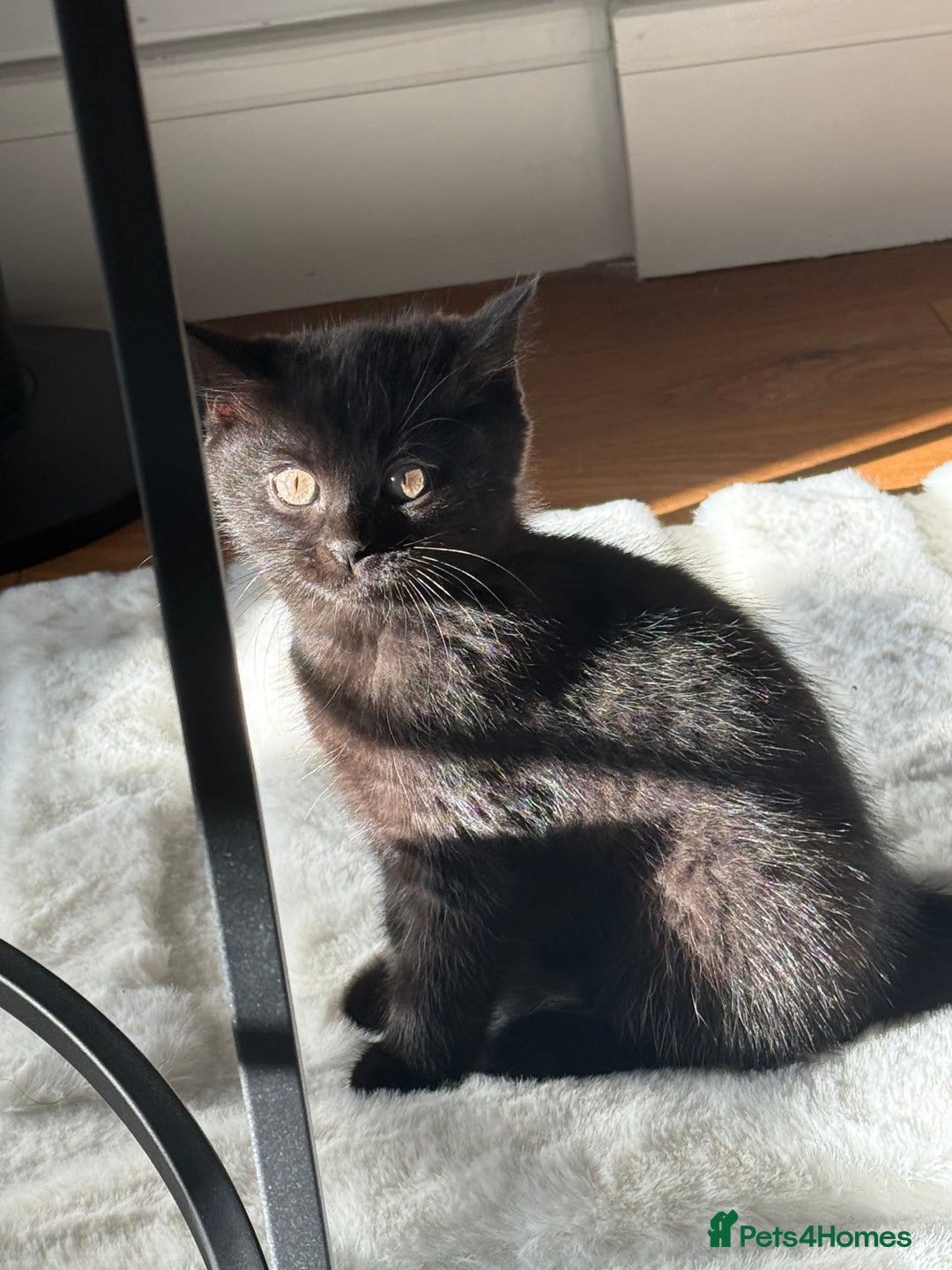 British Shorthair cats for sale: Fluffy Chocolate British Shorthair Kittens 🐾 - Image 29