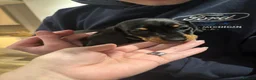 Miniature Dachshund dogs for sale: 6 mini Dachshund Puppies for Sale - Advert 4