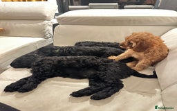 Cavapoo dogs for sale: Black and solid Red Cavapoo therapy pups for sale  - Image 2
