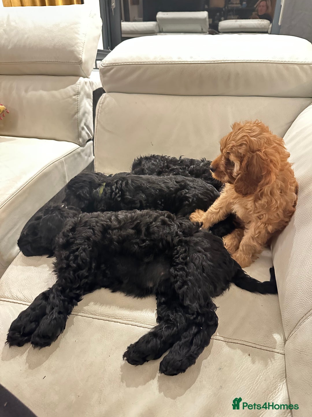 Cavapoo dogs for sale: Black and solid Red Cavapoo therapy pups for sale  - Image 2