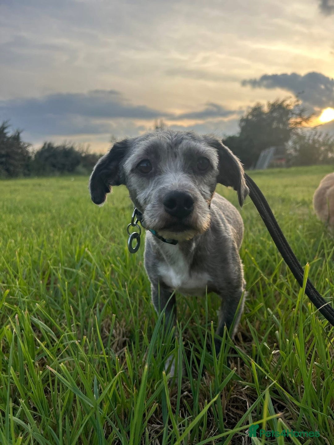 Mixed Breed dogs for adoption: Clint - Norwich Norfolk  - Image 6