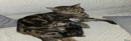 Mixed Breed cats for sale: Beautiful tabby - mixed bengal cat - Advert 8