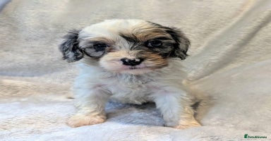 Cavapoo dogs - Advert 2