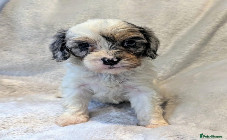 Cavapoo dogs for sale - Advert 1
