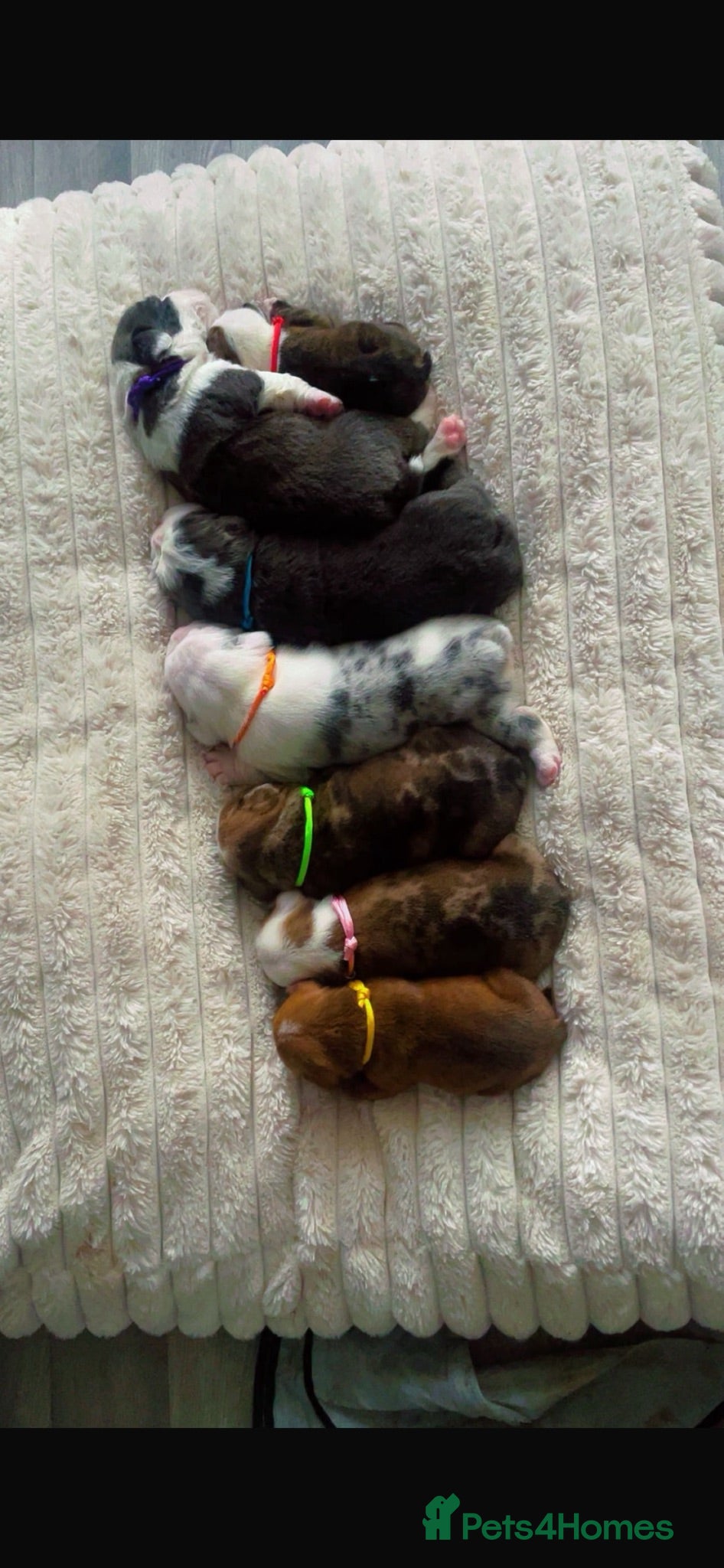 English Bulldog dogs STUNNiNG LITTER OF DWKC ENGLISH BULLDOG PUPPIES - Advert 8
