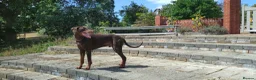Dobermann dogs for sale: Dobermann adult for sale in Ware - Advert 6