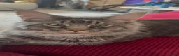 Maine Coon cats for sale: Russian Xl Maine coon Smokey  - Advert 18
