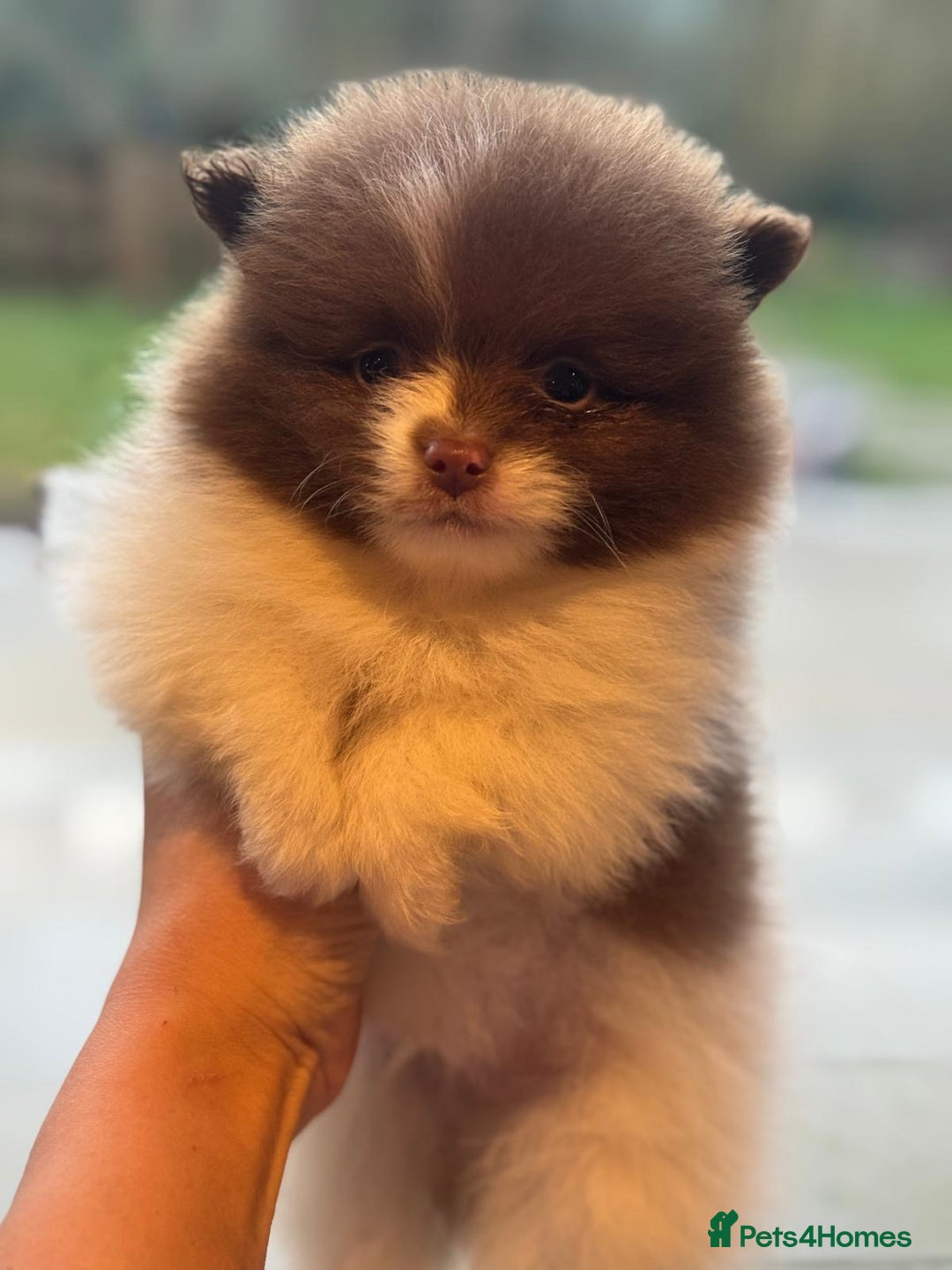 Pomeranian dogs for sale: Kc Beautiful chocolate parti poms 🤎🤍 - Advert 11
