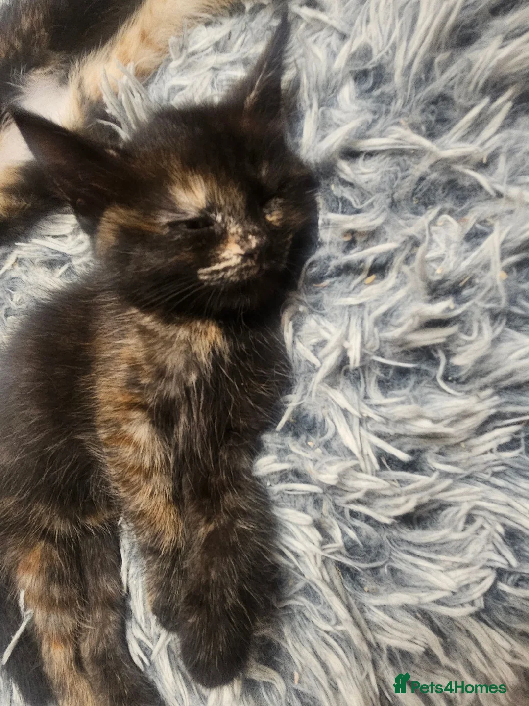 Mixed Breed cats for sale: 4 beautiful tortie kittens  - Advert 5