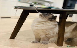 Ragdoll cats for sale: Beautifull Adult Ragdoll Lady Look for Loving Home - Advert 2