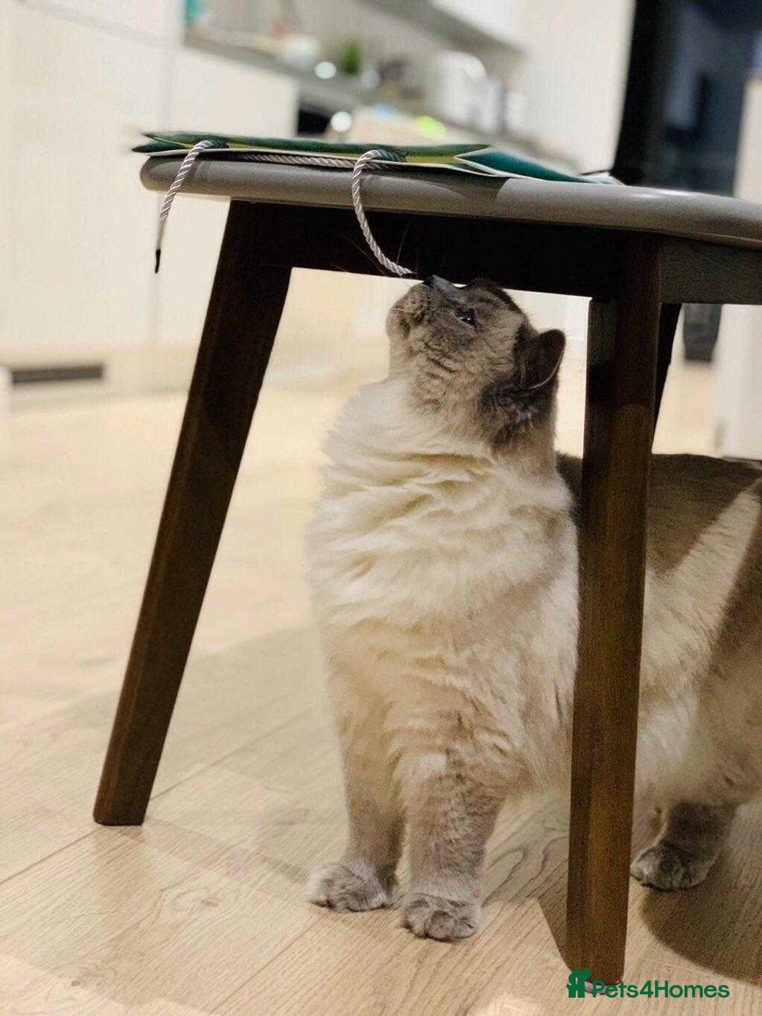 Ragdoll cats for sale: Beautifull Adult Ragdoll Lady Look for Loving Home - Advert 2