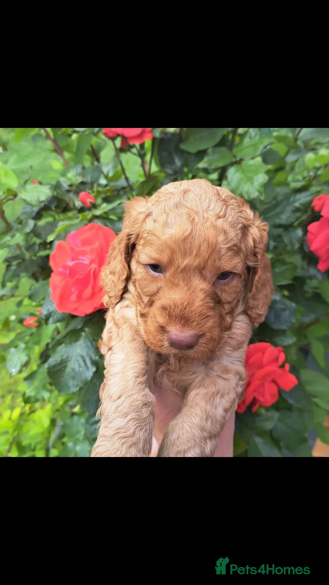 Cockapoo dogs for stud: cockapoo stud  in Aberlour - Advert 16