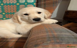 Golden Retriever dogs for sale: ❤️ Superb Golden Retriever Puppies-1 LEFT❤️ - Image 39