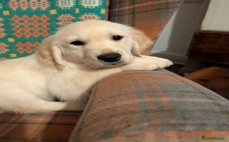 Golden Retriever dogs - Advert 3