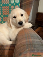 Golden Retriever dogs - Advert 3