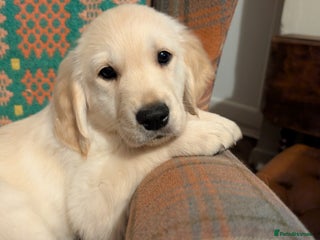 Golden Retriever dogs - Advert 2