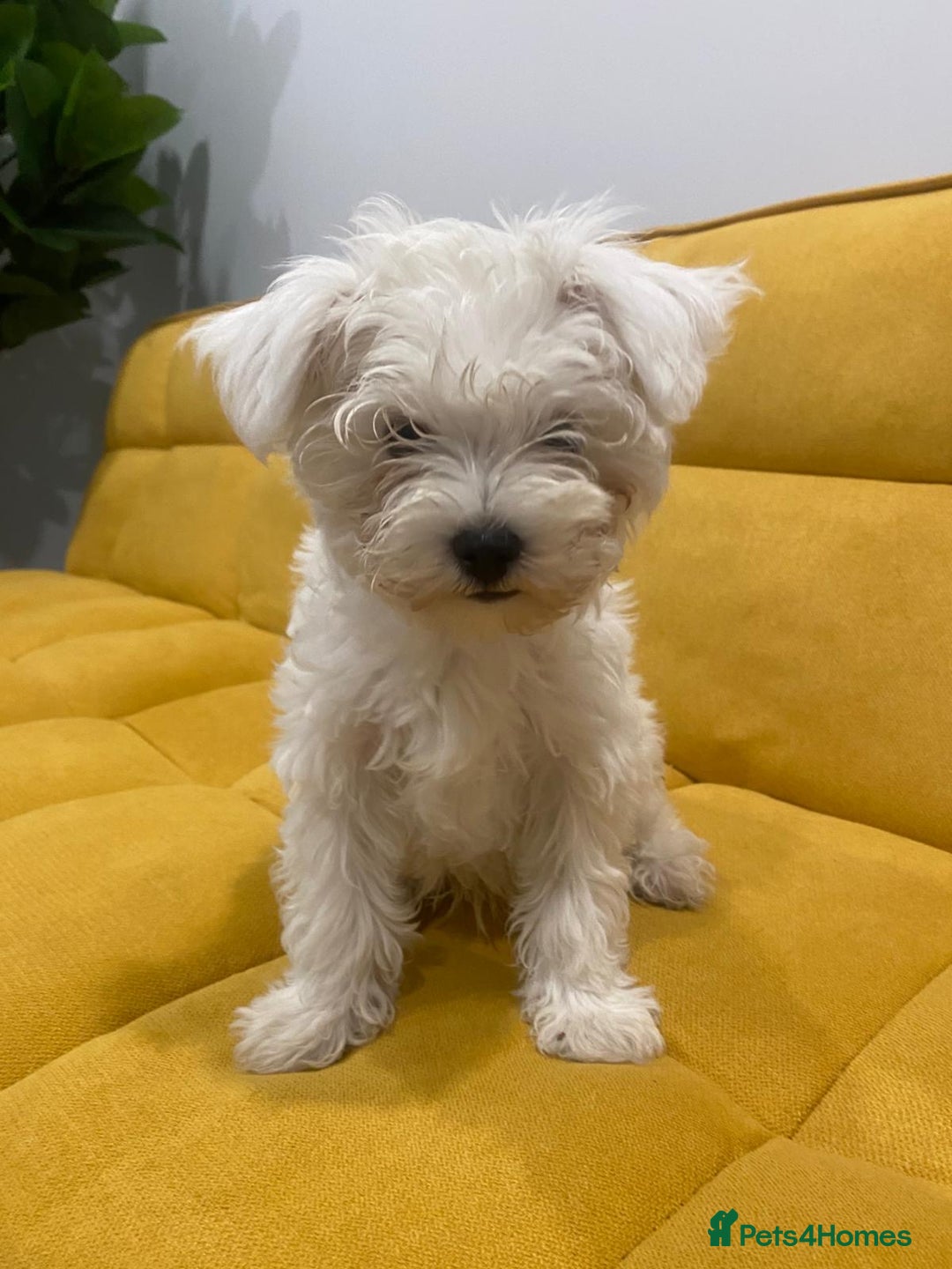 Bichon Frise dogs for sale: Small in weight and hight ,beautiful Toto is ready - Image 7