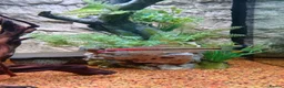 Cichlids fish for sale: ElectricDempsey X3,bichir,catfish,pleco,Oscar,barb - Advert 3