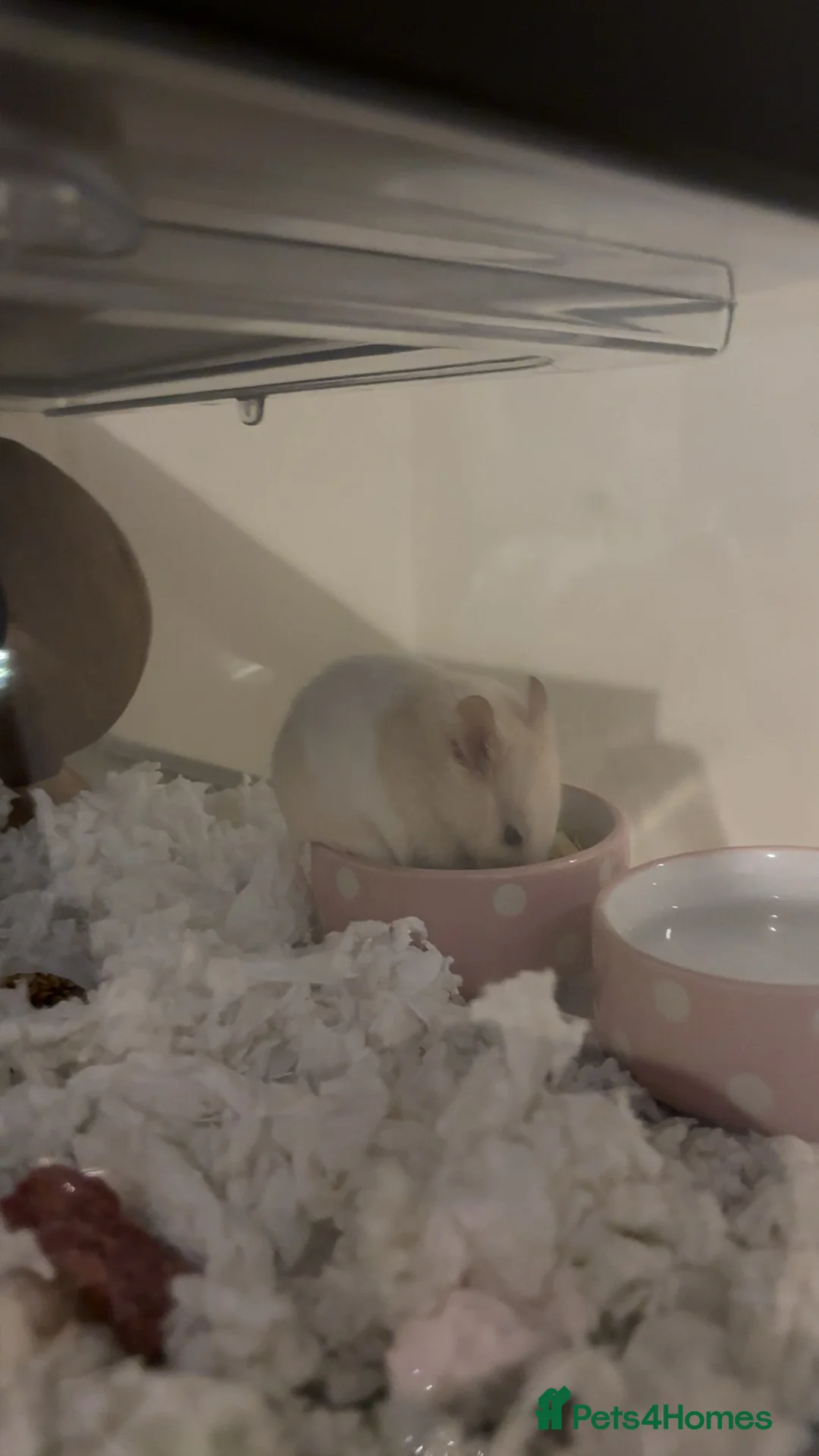 Hamster rodents for sale: hamster and accessories  - Advert 2