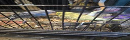 Budgerigars birds for sale: Budgies  - Advert 10