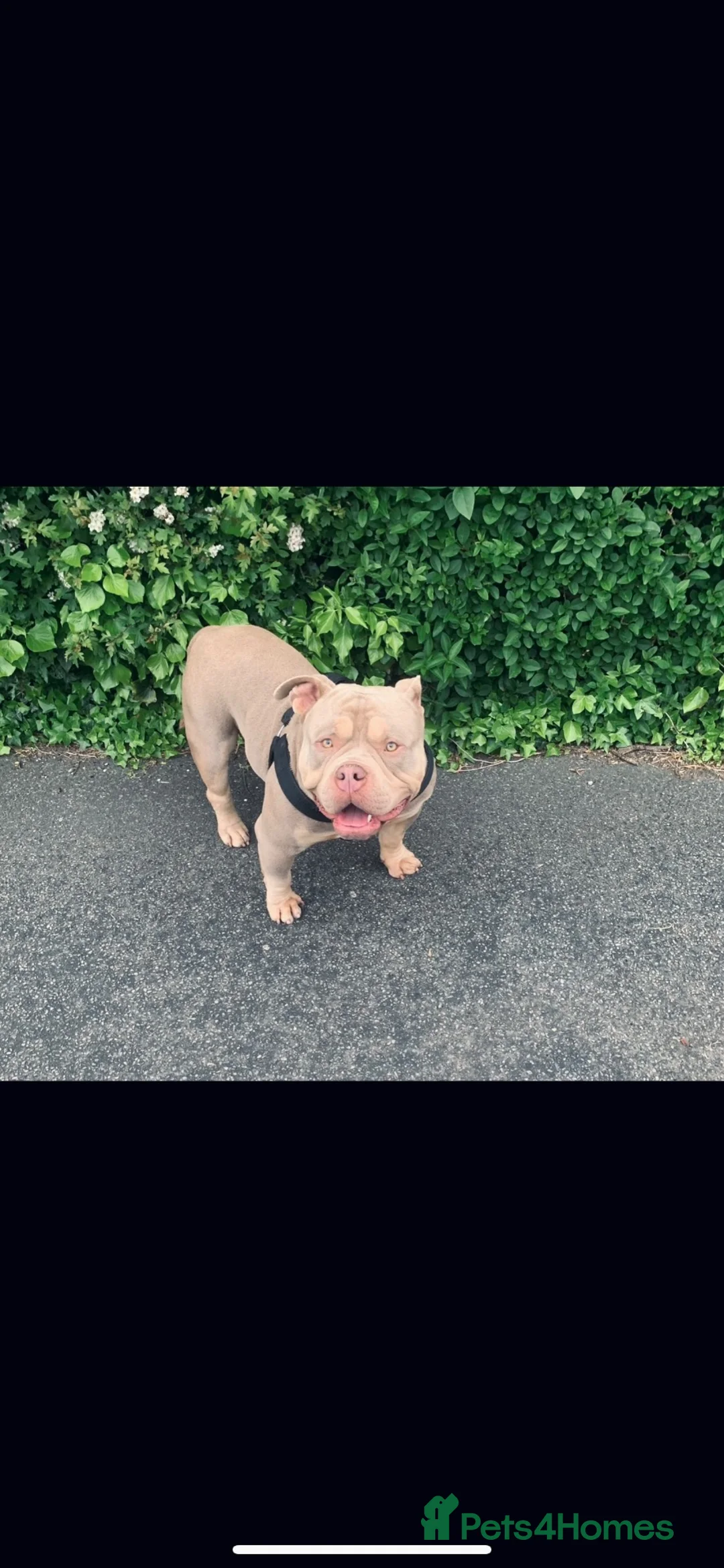 American Bully dogs for sale: 4 year old Pocket Bully for sale  - Advert 2
