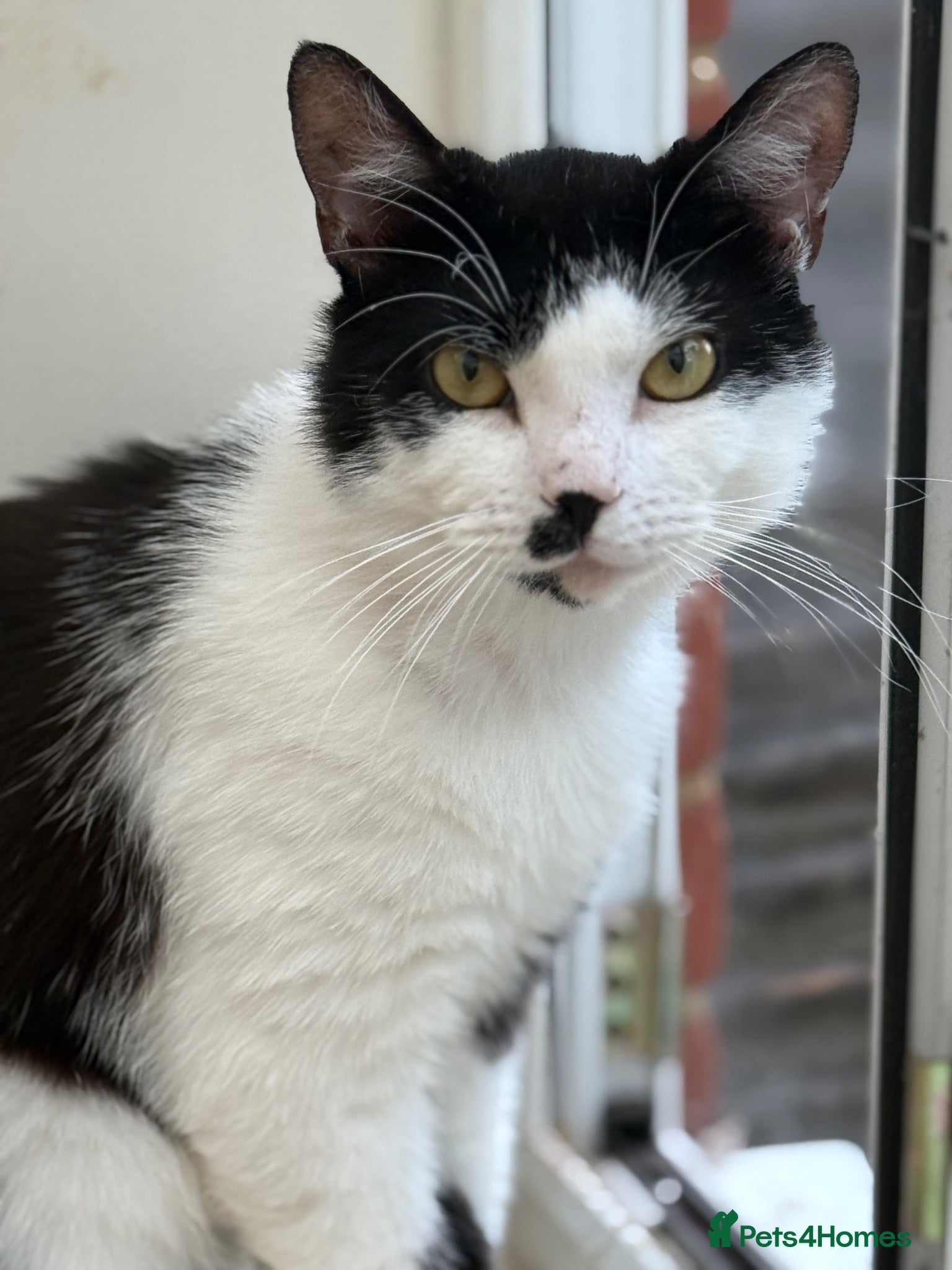 Mixed Breed cats Rehoming /adoption 3 beautiful juvenile cats - Advert 18