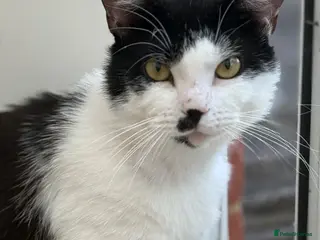 Mixed Breed cats Rehoming /adoption 3 beautiful juvenile cats - Advert 18