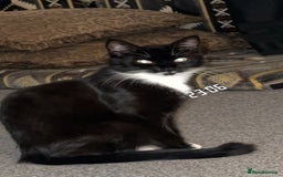 Abyssinian cats for sale: Hi i have two beautiful cat - Image 2