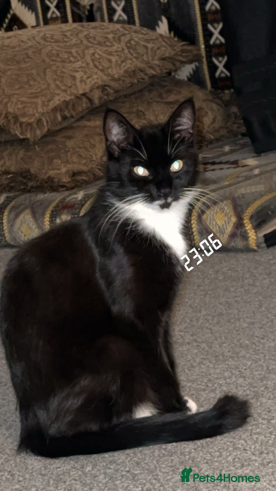 Abyssinian cats for sale: Hi i have two beautiful cat - Image 2