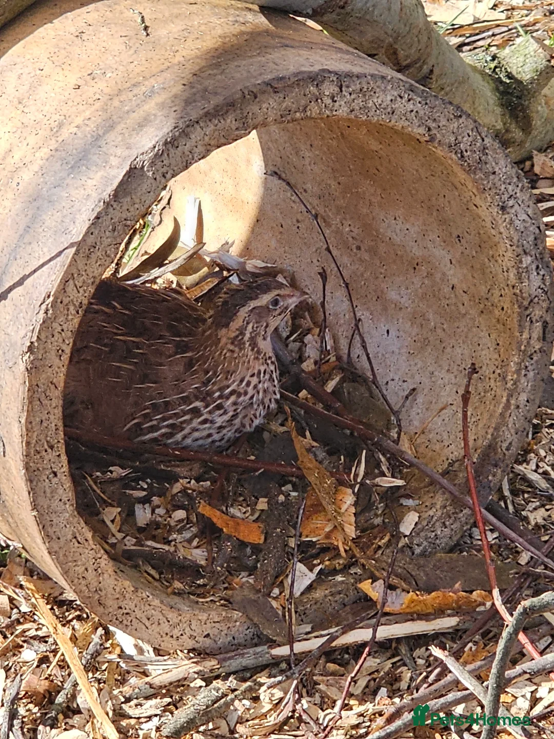 Quail poultry for sale: Fertile Quail Eggs FORSALE HIGH HATCH RATES - Advert 2