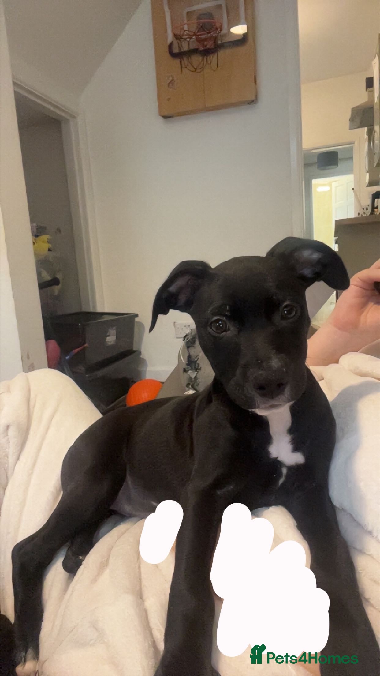 Mixed Breed dogs 1 Lurcher x Staffy pups left - READY TO LEAVE! - Advert 7