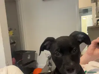 Mixed Breed dogs 1 Lurcher x Staffy pups left - READY TO LEAVE! - Advert 7