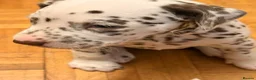 Dalmatian dogs for sale: 6 Dalmatian Puppies for Sale  in Heathfield - Advert 28