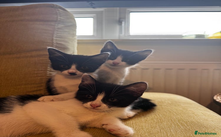 Mixed Breed cats - Advert 8