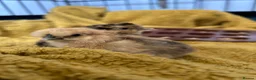 Chickens poultry for sale: Silkie chicks - Advert 6