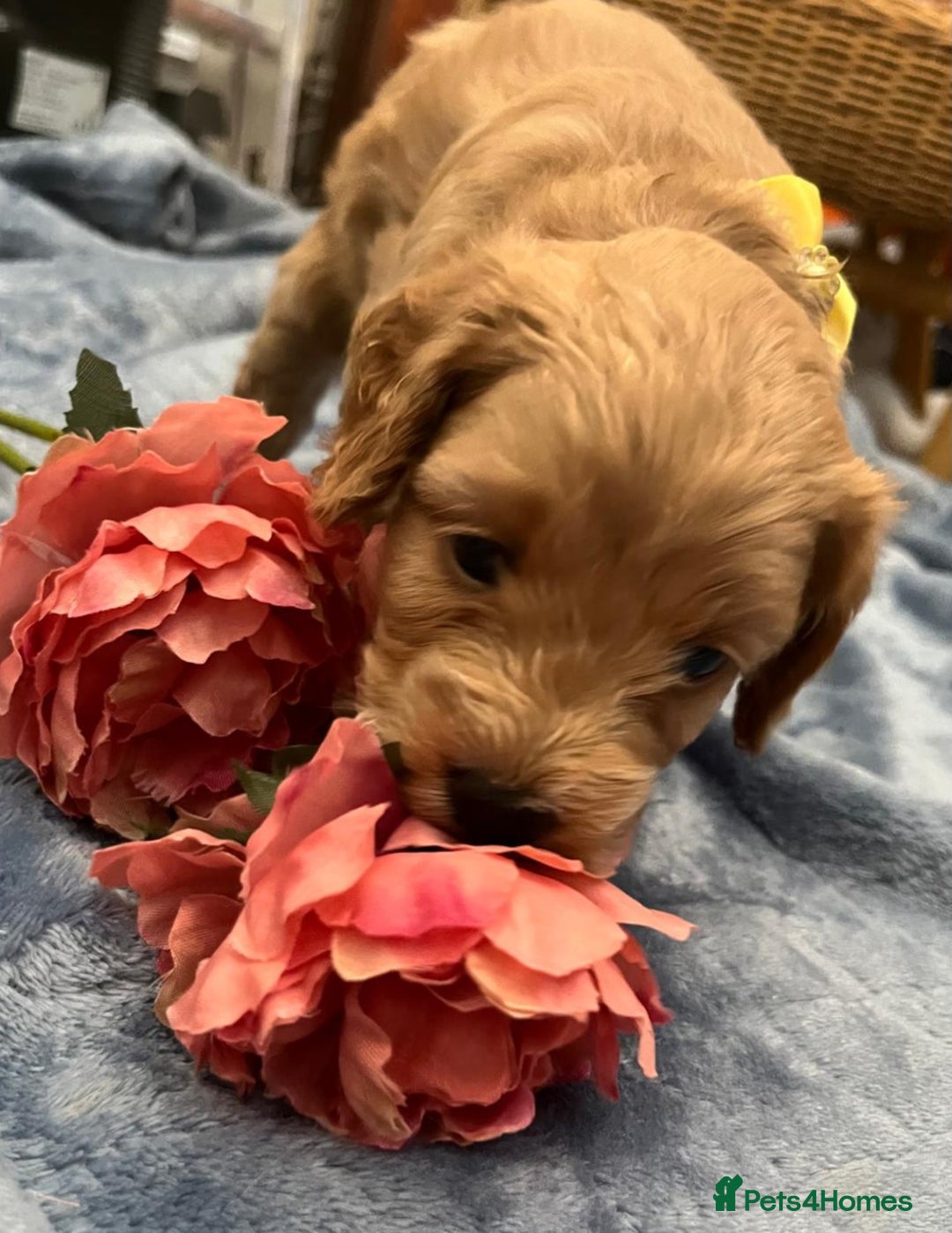 Cockapoo dogs for sale: Beautiful litter of cockapoos - Image 28