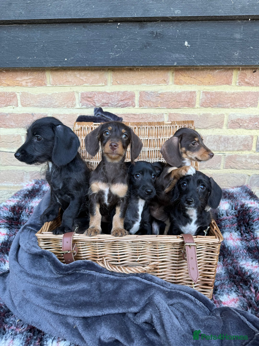 Mixed Breed dogs for sale: 🐾 Gorgeous Doxiepoo Puppies – Ready 07/08! 🐾 - Image 12