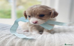 Cavapoochon dogs for sale: Cavapoochon puppies - Image 7