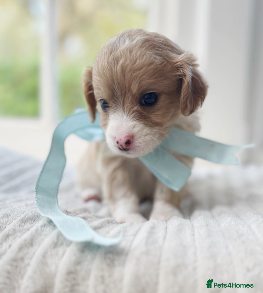 Cavapoochon dogs for sale: Cavapoochon puppies - Image 7