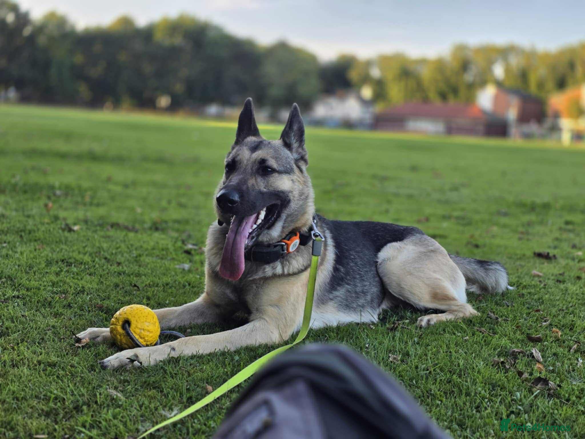 German Shepherd dogs 2 year old German Shepherd Girl - Advert 1
