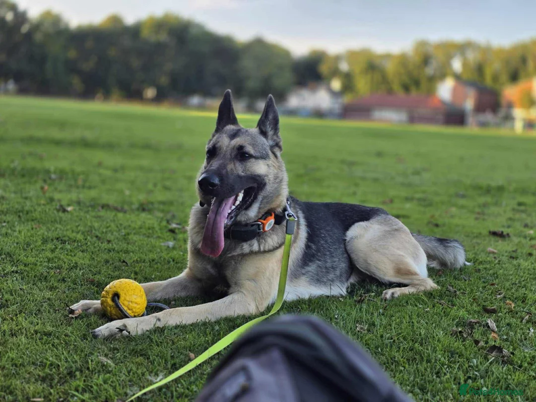 German Shepherd dogs for sale: 2 year old German Shepherd Girl - Advert 1