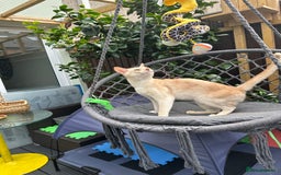 Abyssinian cats for stud: Champion lines Aby Red-Silver boy for stud in Romford - Image 14
