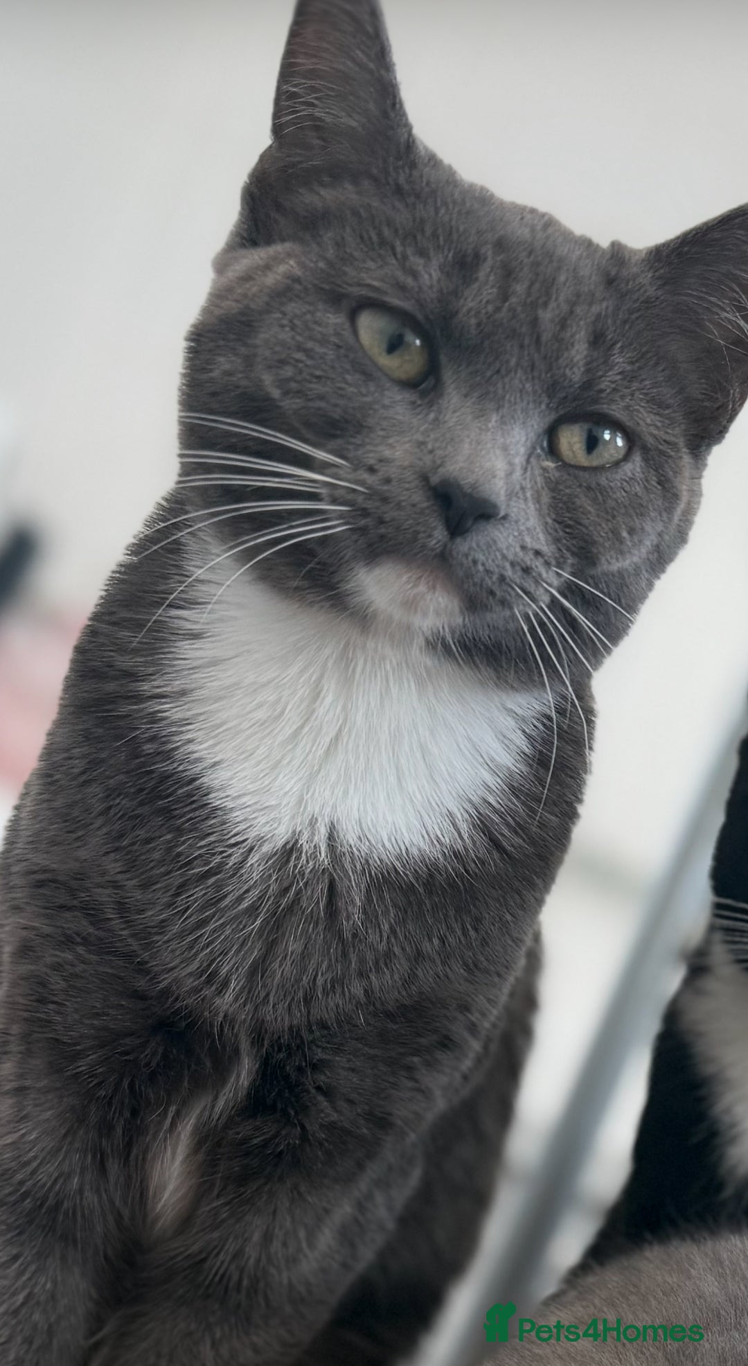 Mixed Breed cats for sale: Two 8 month beautiful sisters🤍 - Image 5